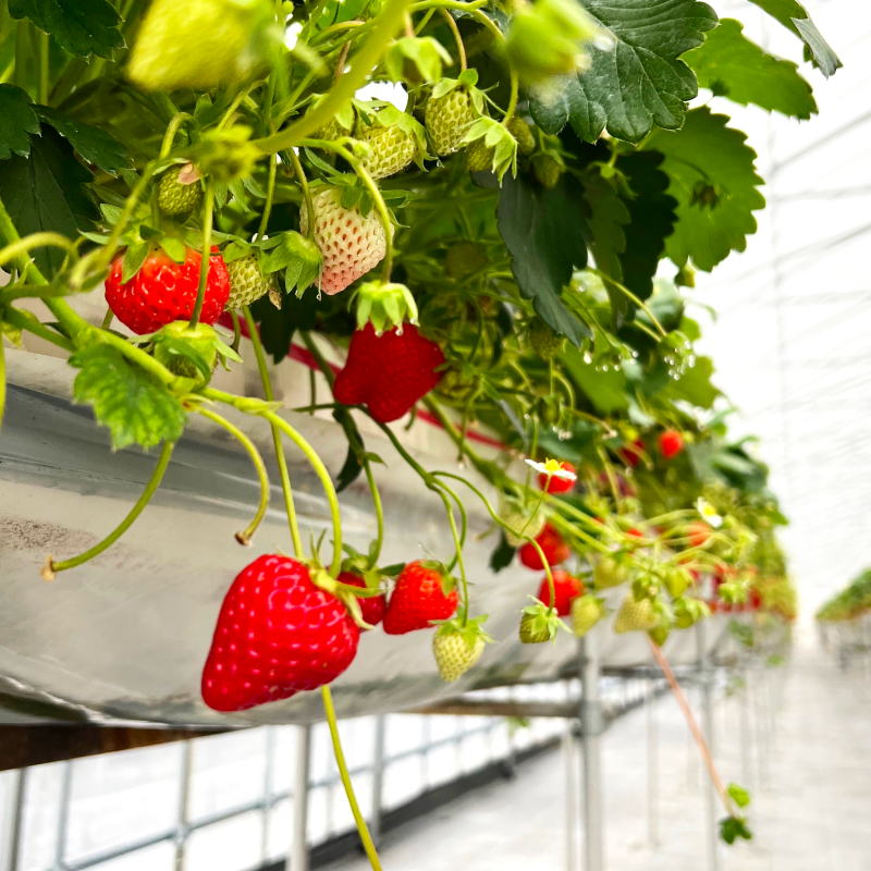 温室いちご